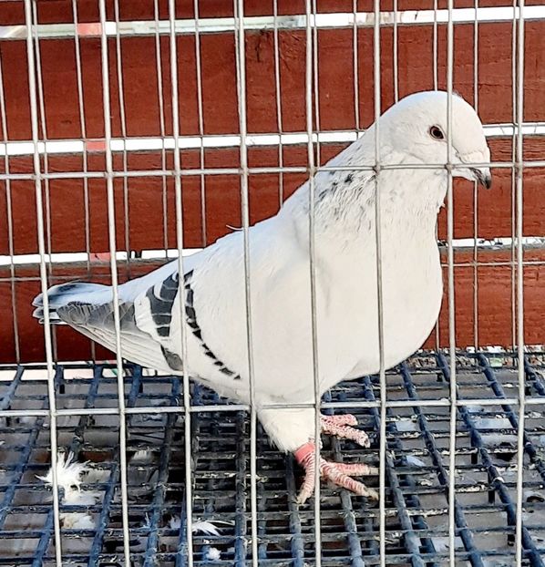  - Păsările mele