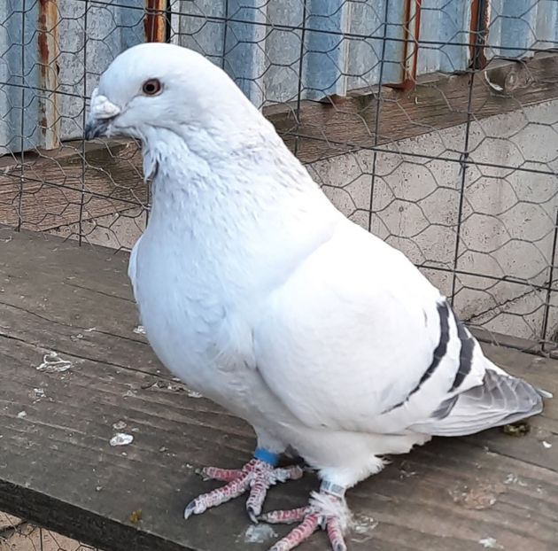  - Păsările mele