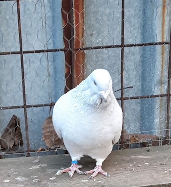  - Păsările mele