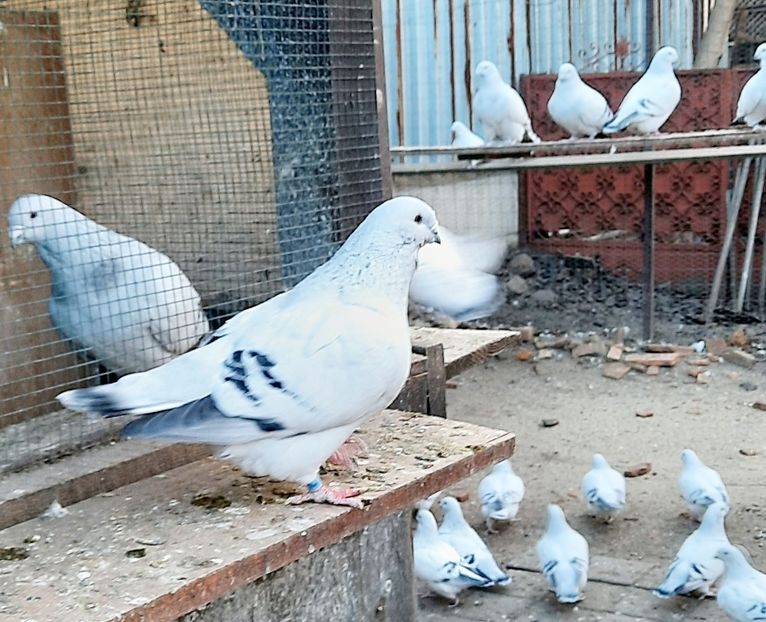  - Păsările mele
