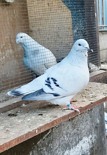  - Păsările mele