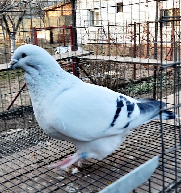  - Păsările mele