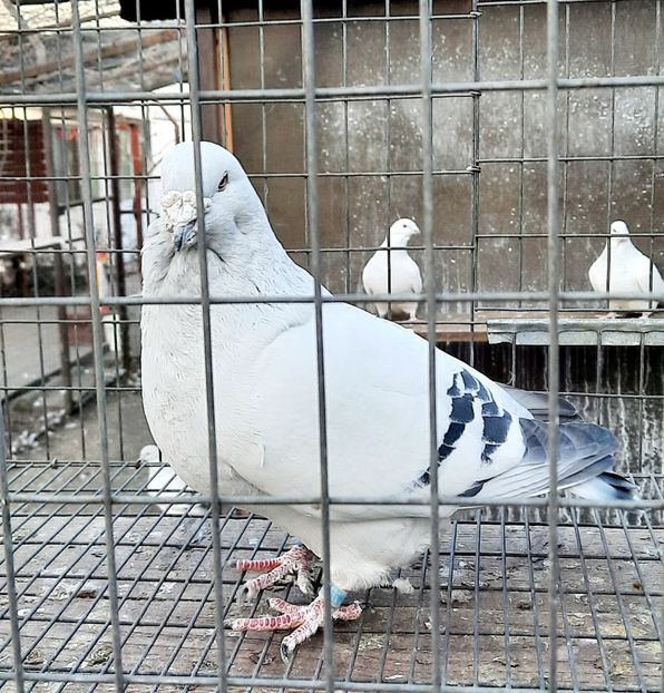  - Păsările mele