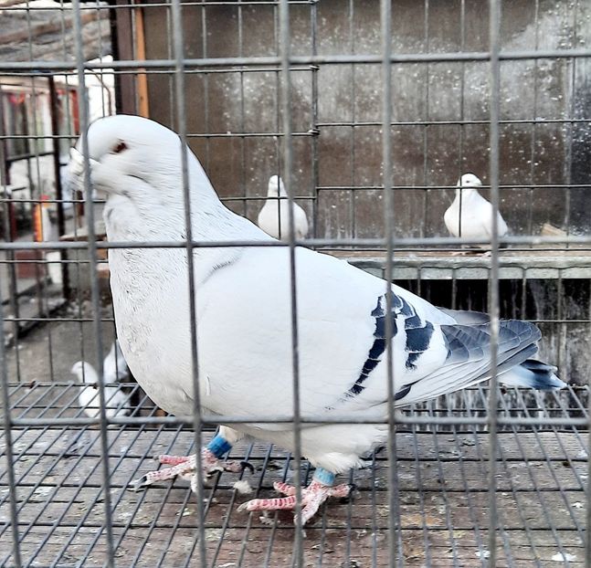  - Păsările mele