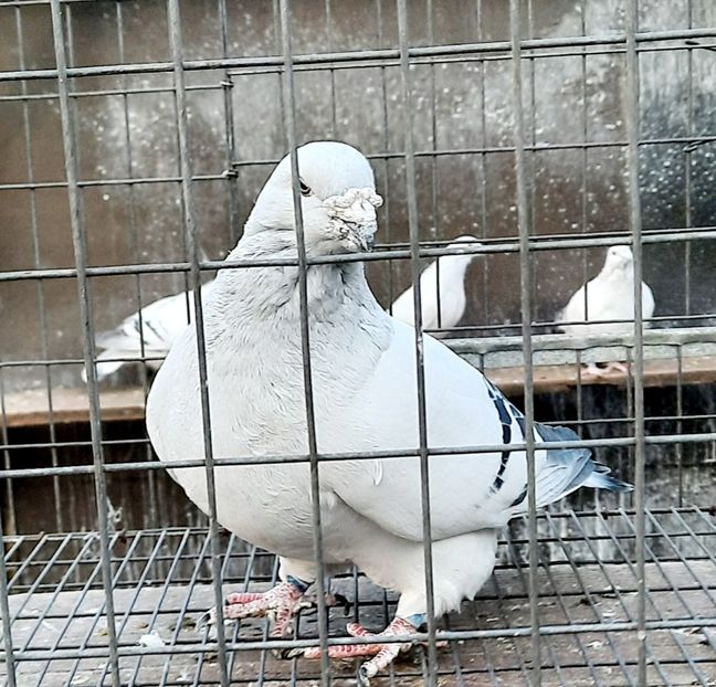  - Păsările mele
