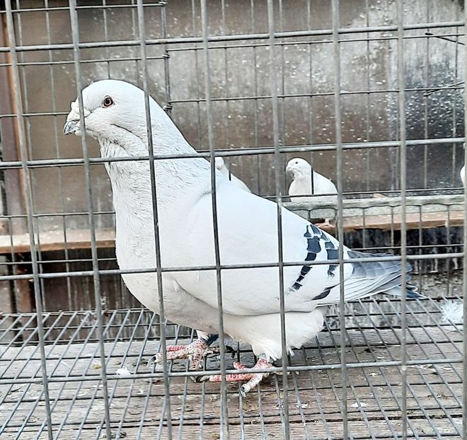  - Păsările mele