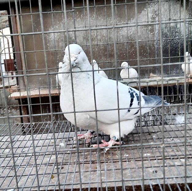  - Păsările mele