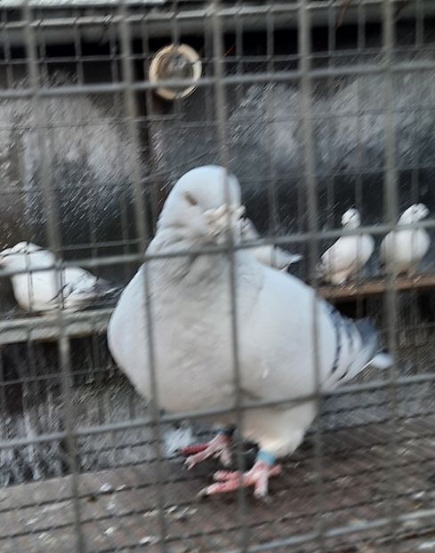  - Păsările mele