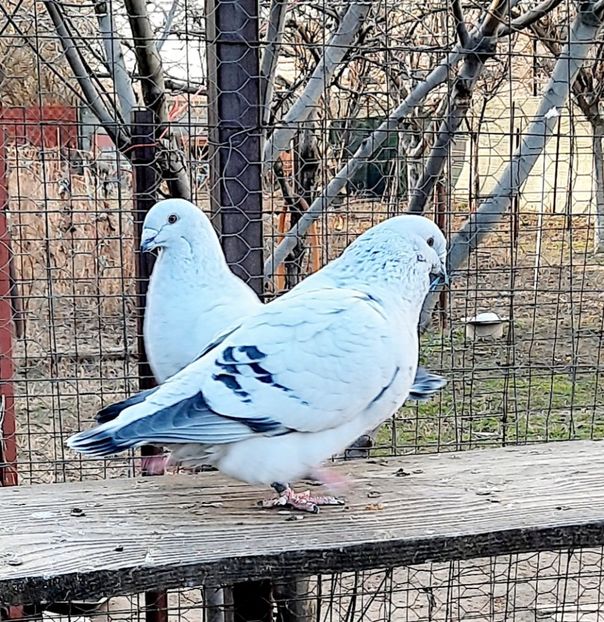  - Păsările mele