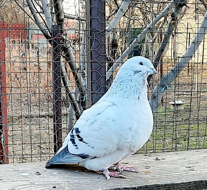  - Păsările mele