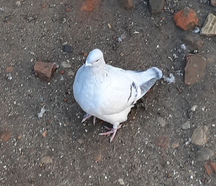  - Păsările mele