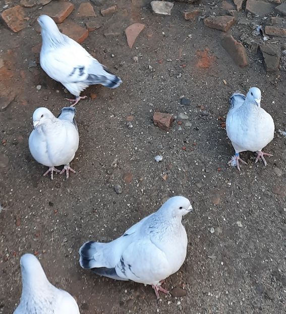  - Păsările mele