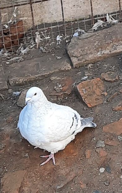  - Păsările mele