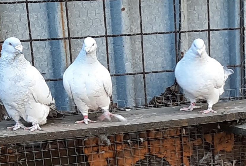  - Păsările mele