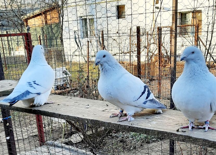  - Păsările mele