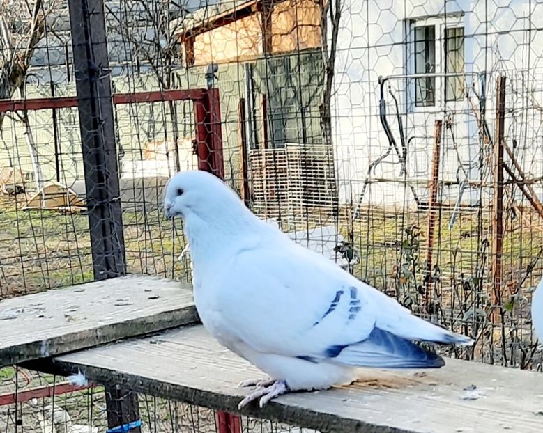  - Păsările mele