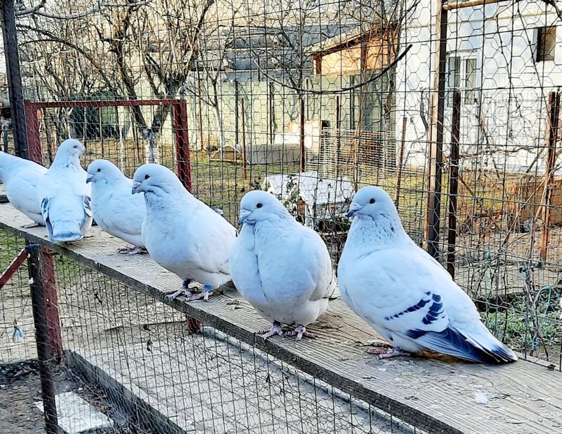  - Păsările mele