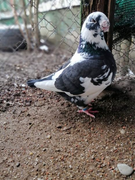 Mas 2018 - Matca AGH 2022