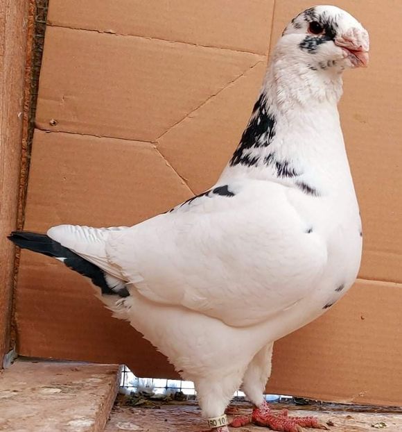 Mas 2021 - Matca AGH 2022