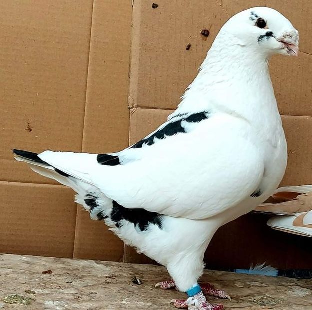 Fem 2018 - Matca AGH 2022