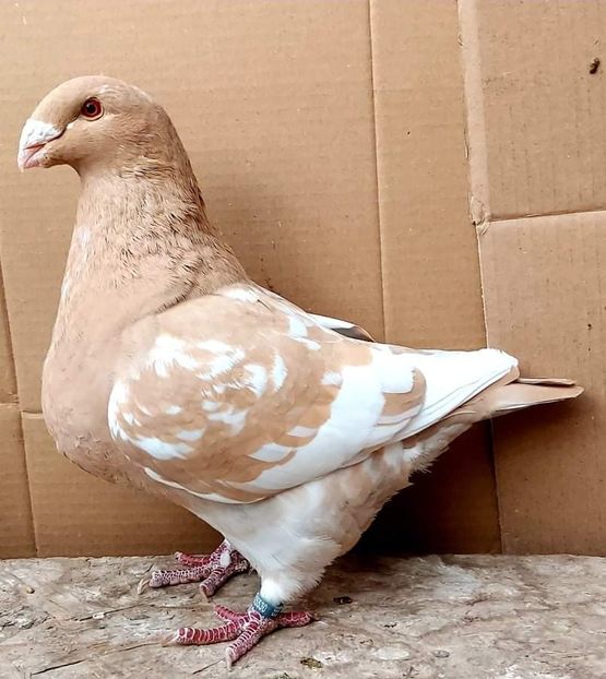 Fem 2020 - Matca AGH 2022