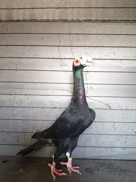  - CARRIER MATCA PT 2022