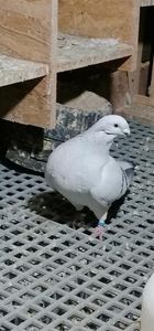 Seitanca 2018 - Porumbei vrdf