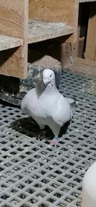 Seitanca 2018 - Porumbei vrdf