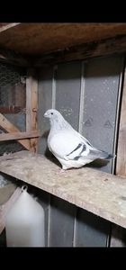 Cloța 2020 - Porumbei vrdf