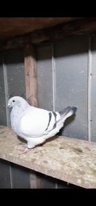 Cloța 2020 - Porumbei vrdf