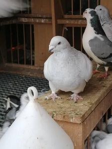 F 2018 - Porumbei vrdf