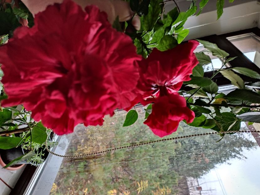  - Hibiscus 6