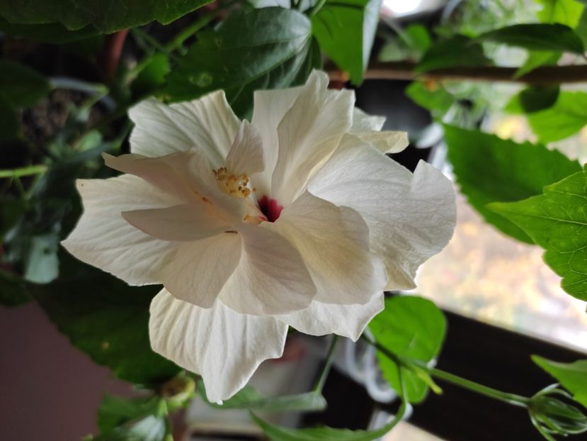 - Hibiscus 6