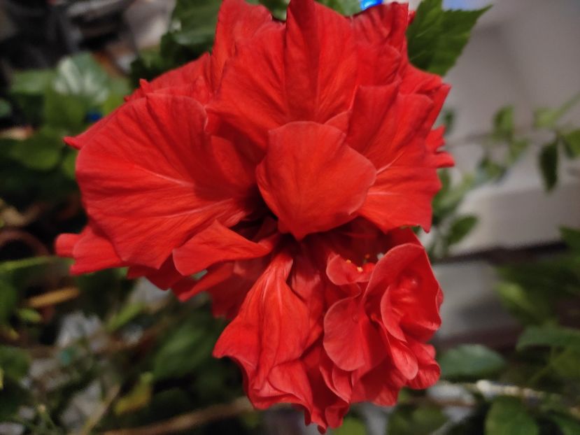  - Hibiscus 6