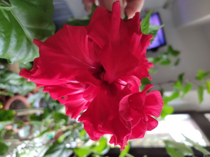  - Hibiscus 6