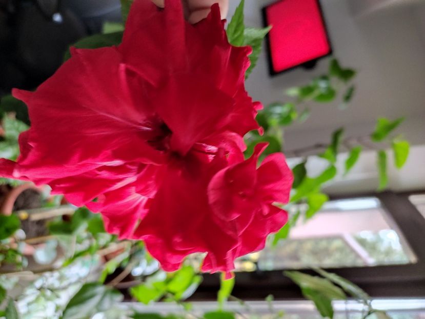  - Hibiscus 6