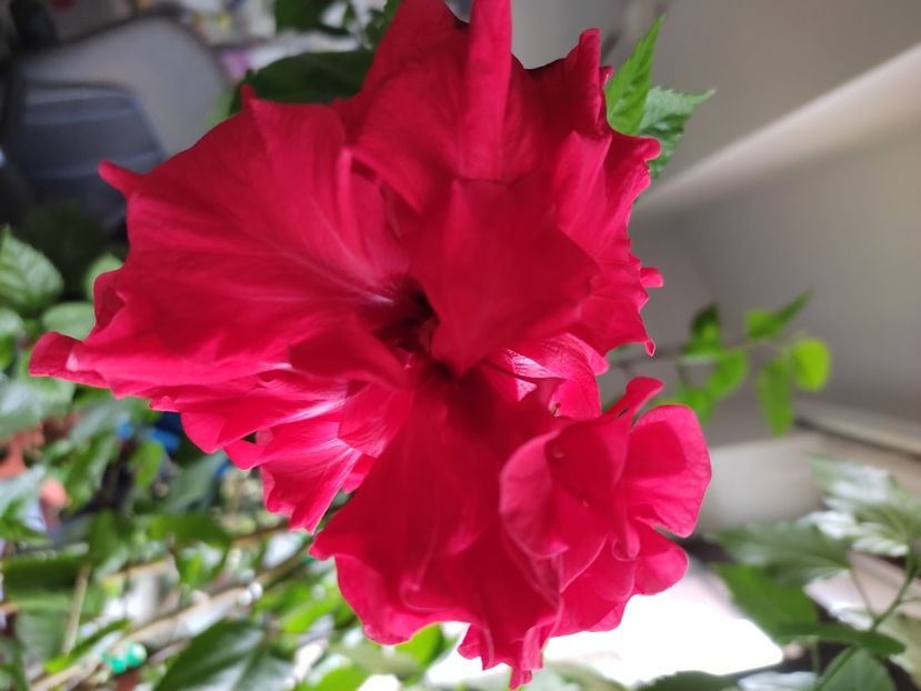  - Hibiscus 6