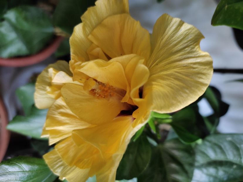  - Hibiscus 6