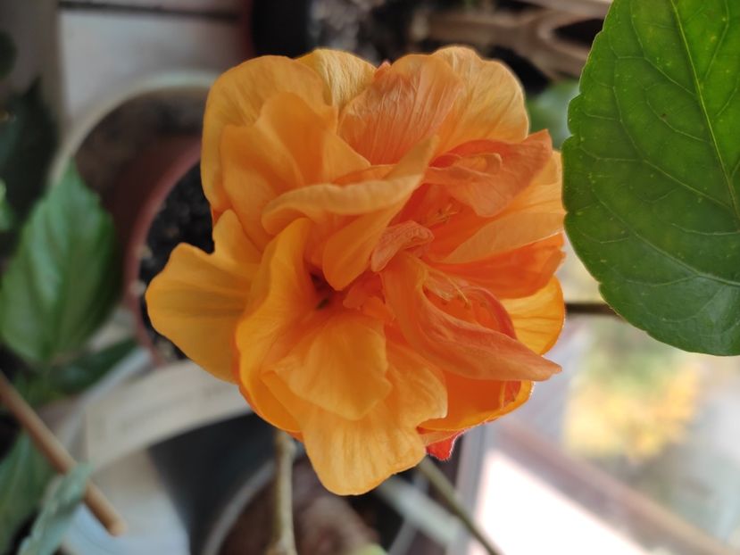  - Hibiscus 6