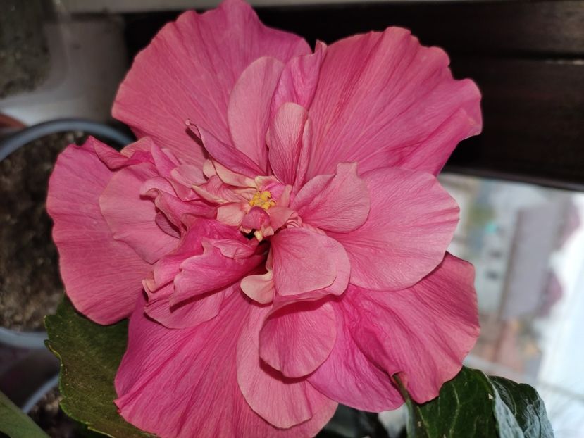  - Hibiscus 6