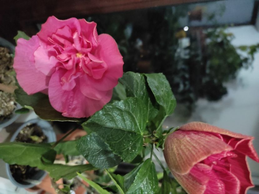  - Hibiscus 6