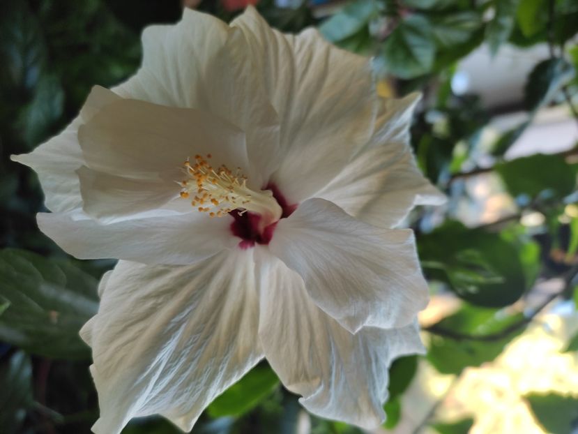  - Hibiscus 6