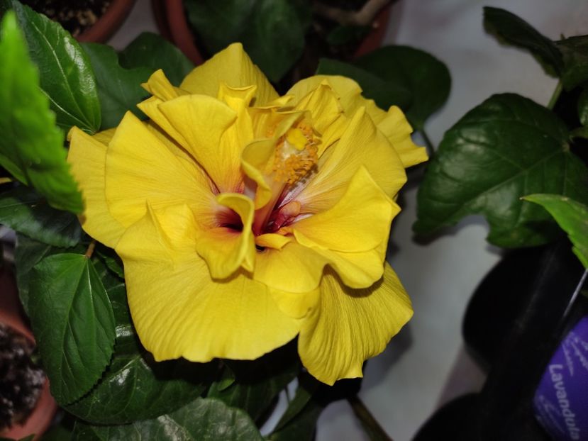  - Hibiscus 6