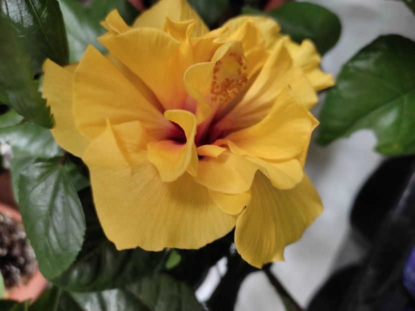  - Hibiscus 6