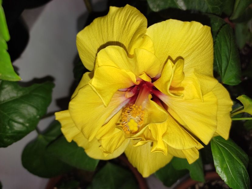  - Hibiscus 6