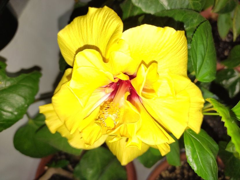  - Hibiscus 6