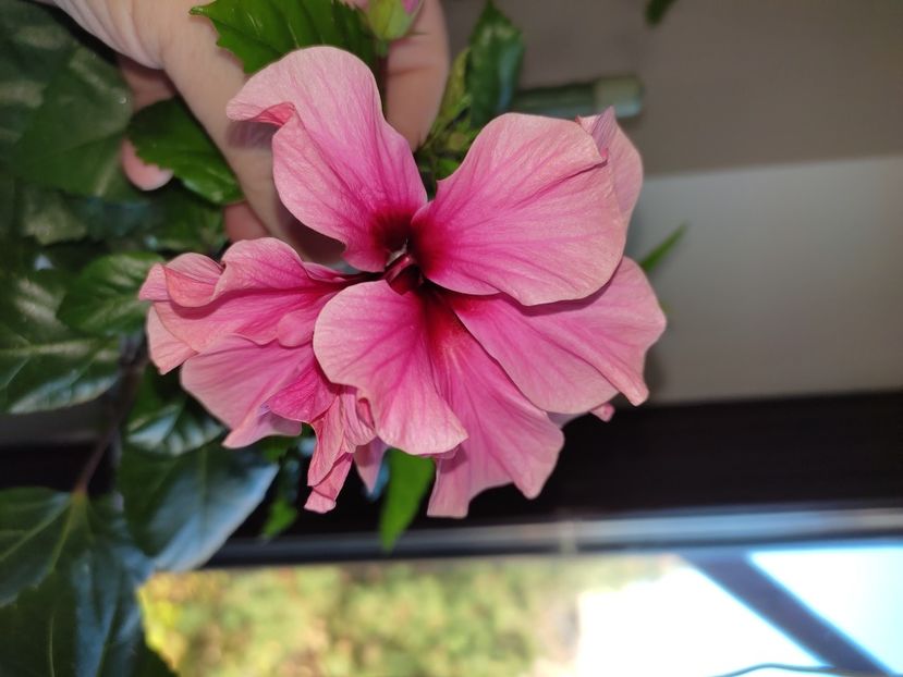  - Hibiscus 6