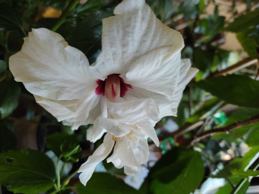  - Hibiscus 6