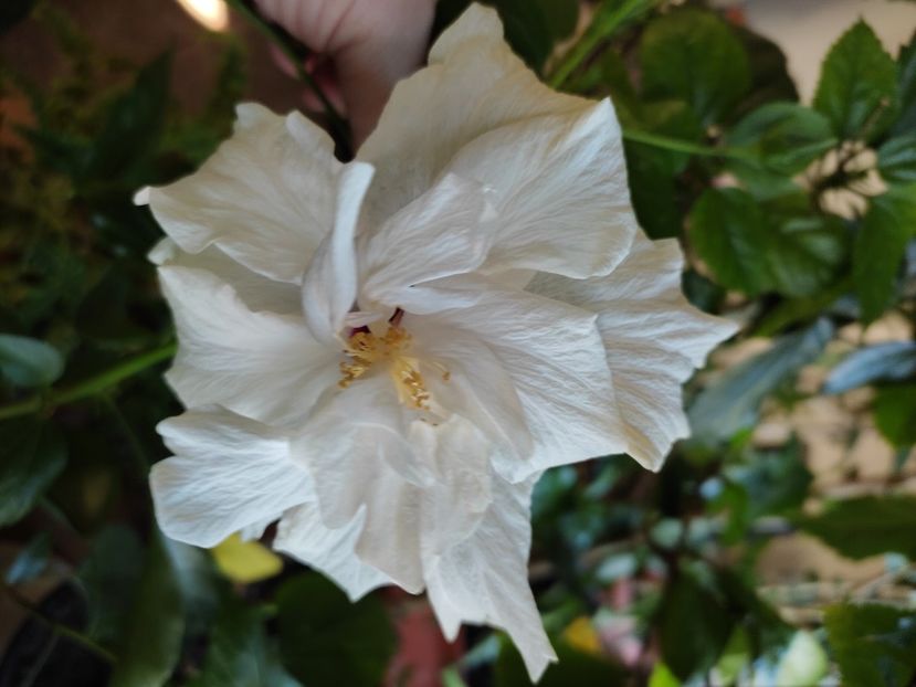  - Hibiscus 6
