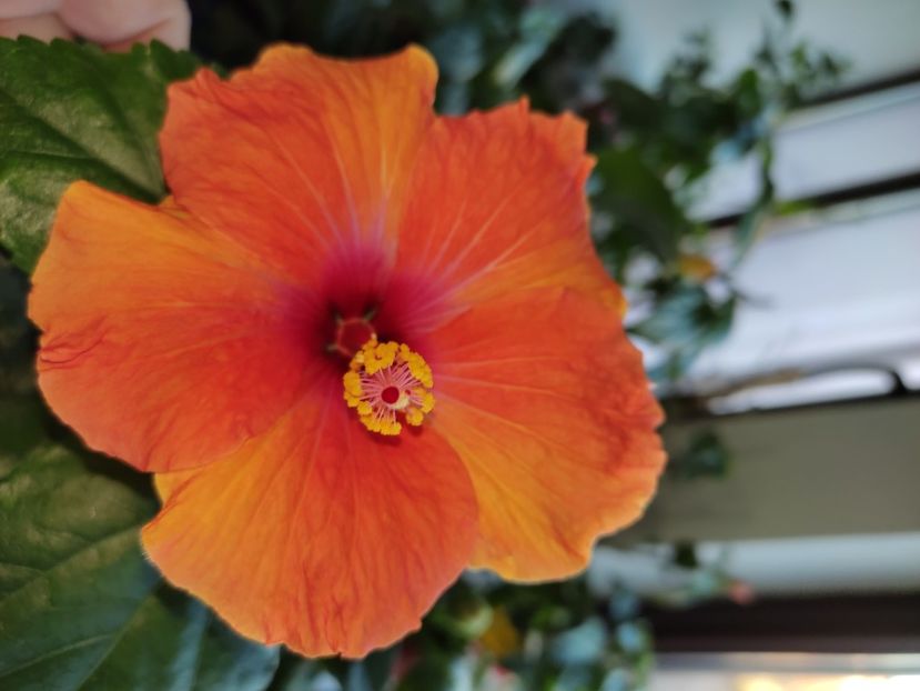  - Hibiscus 6
